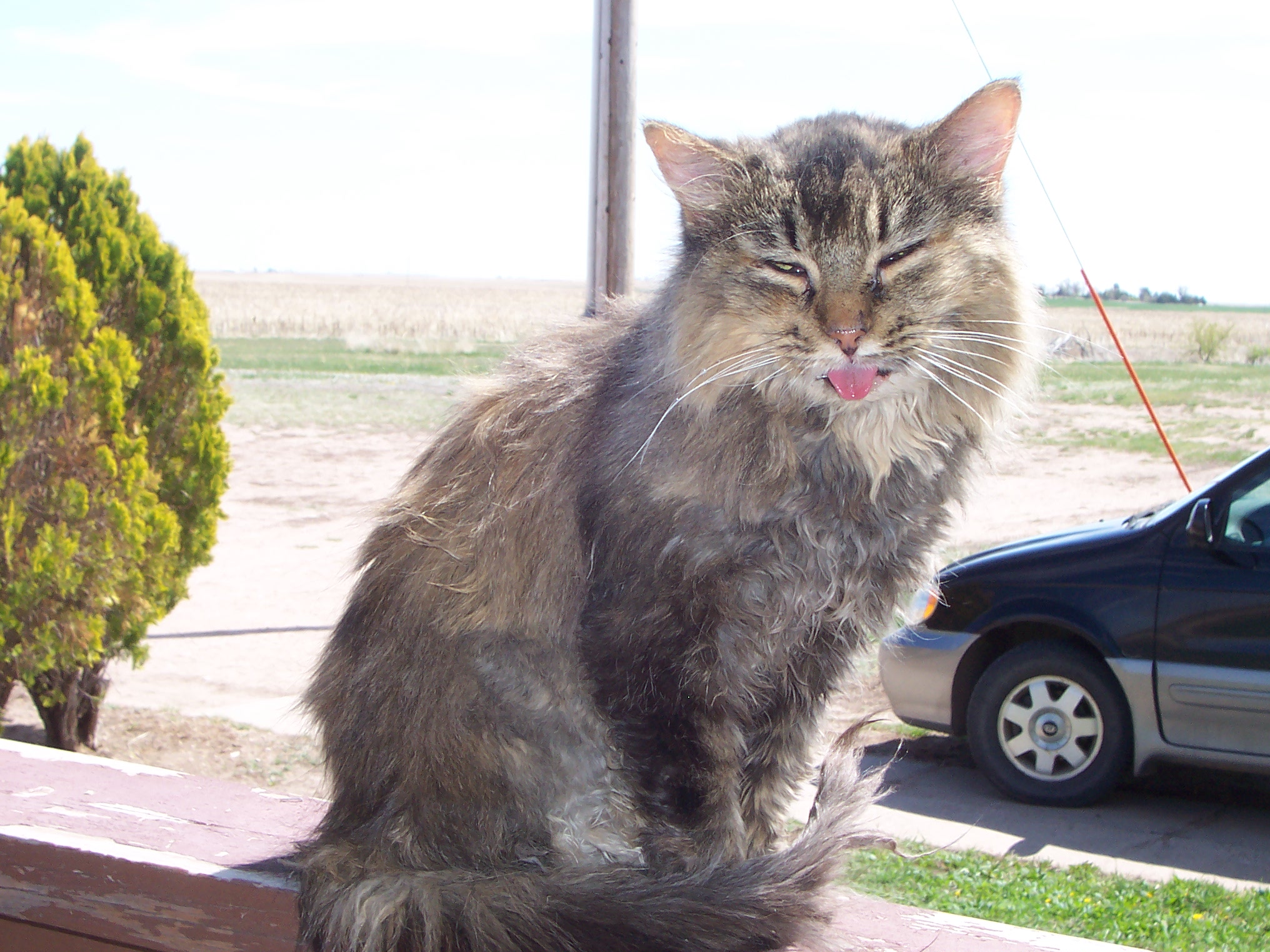 Cat on deck rail